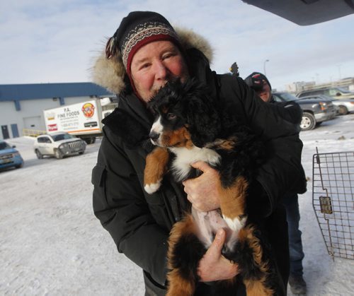 LOCAL - STANDUP - Bill Friday from the Kenora area finally gets to meet his eight-week-old Bernese Mountain Dog named Levon. Westjet almost lost the dog. BORIS MINKEVICH /WINNIPEG FREE PRESS. January 15, 2015