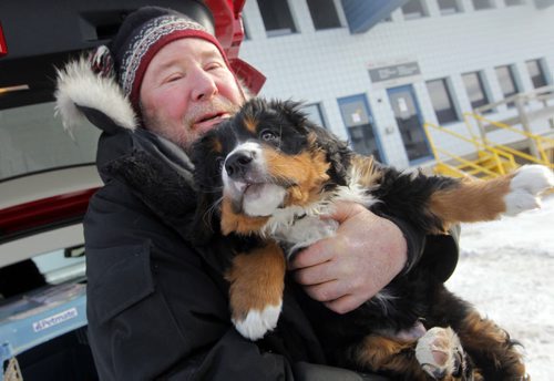 LOCAL - STANDUP - Bill Friday from the Kenora area finally gets to meet his eight-week-old Bernese Mountain Dog named Levon. Westjet almost lost the dog. BORIS MINKEVICH /WINNIPEG FREE PRESS. January 15, 2015