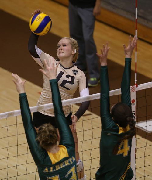 University of Manitoba Bisons' Lexi Janovcik tries to hit over a pair of blockers from the Alberta Pandas during volleyball action at the U of M, Friday, January 16, 2015. (TREVOR HAGAN/WINNIPEG FREE PRESS)