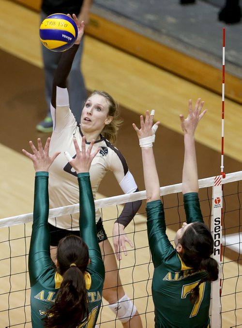 University of Manitoba Bisons' Rachel Cockrell hits over a pair of blockers from the Alberta Pandas during volleyball action at the U of M, Friday, January 16, 2015. (TREVOR HAGAN/WINNIPEG FREE PRESS)