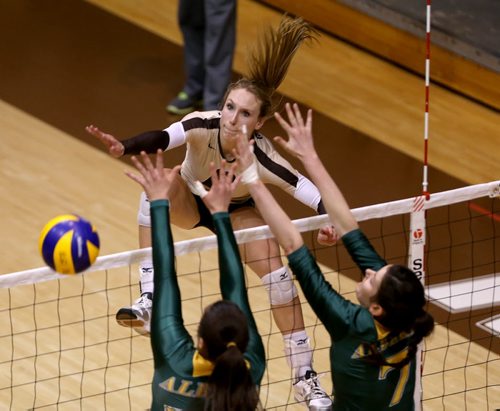 University of Manitoba Bisons' Rachel Cockrell hits over a pair of blockers from the Alberta Pandas during volleyball action at the U of M, Friday, January 16, 2015. (TREVOR HAGAN/WINNIPEG FREE PRESS)