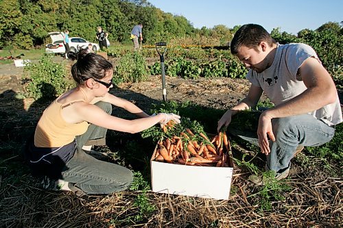 BORIS MINKEVICH / WINNIPEG FREE PRESS  070916 Claire Marshall and her boyfriend Taylor Ruth harvest some yummy carrots from their garden plat at Riverview Garden Society's community garden located in behind the Riverview Health Centre near the Red River.