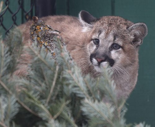 Teeka, a timid four month old rescued cougar cub watches visitors Friday at the Assiniboine Park Zoo . The cub was transferred to the Assiniboine Park Zoo in early December from the Calgary Wildlife Rehabilitation Society after she was found orphaned and struggling to survive on her own in the wild. Wayne Glowacki/Winnipeg Free Press Jan. 23 2015