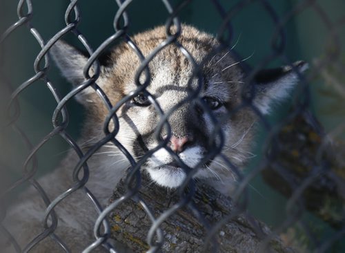 Teeka, a timid four month old rescued cougar cub watches visitors Friday at the Assiniboine Park Zoo . The cub was transferred to the Assiniboine Park Zoo in early December from the Calgary Wildlife Rehabilitation Society after she was found orphaned and struggling to survive on her own in the wild.  Wayne Glowacki/Winnipeg Free Press Jan. 23 2015