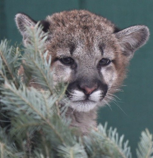 Teeka, a timid four month old rescued cougar cub watches visitors Friday at the Assiniboine Park Zoo . The cub was transferred to the Assiniboine Park Zoo in early December from the Calgary Wildlife Rehabilitation Society after she was found orphaned and struggling to survive on her own in the wild. Wayne Glowacki/Winnipeg Free Press Jan. 23 2015