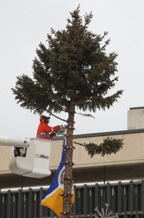 By Bye Xmas- Crews cut down the huge christmas tree in front of City Hall Monday morning.-Standup Photo- Jan 26, 2015   (JOE BRYKSA / WINNIPEG FREE PRESS)