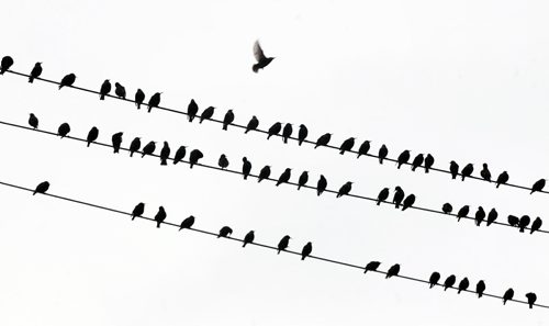 Dare to be Different- One grackle takes off as others stick together on power lines near Jefferson Ave in Winnipeg Tuesday morning-Standup Photo- Jan 27, 2015   (JOE BRYKSA / WINNIPEG FREE PRESS)