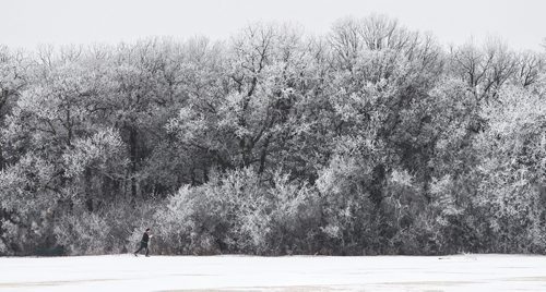 A cross country skier takes advantage of a trail amongst hoarfrost covered trees in Assiniboine Park Tuesday morning.  150127 January 27, 2015 Mike Deal / Winnipeg Free Press