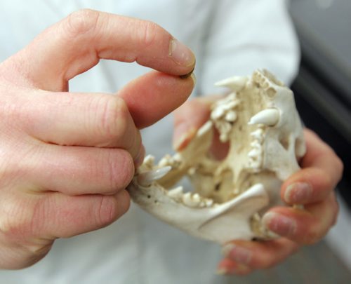 PET PAGE - The trials and tribulations of getting a pet cat to swallow a pill. Humane Society veterinarian Dr. Erika M. Anseeuw uses a badger skull to show how to put pill into a cats mouth. BORIS MINKEVICH / WINNIPEG FREE PRESS  Jan. 27, 2015