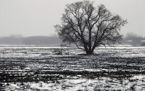 A tree is silhouetted in an frozen field off of Highway 12, Thursday morning. 150129 - Thursday, January 29, 2015 -  (MIKE DEAL / WINNIPEG FREE PRESS)