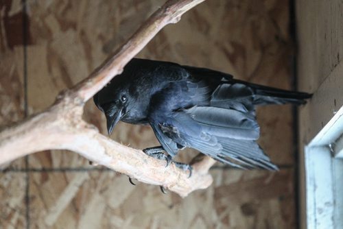 Jet the talking crow in his enclosure at the Wildlife Haven Rehabiltation Centre Thursday morning. 150129 - Thursday, January 29, 2015 -  (MIKE DEAL / WINNIPEG FREE PRESS)