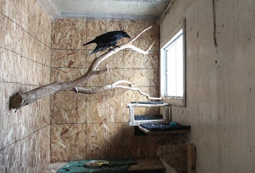 Jet the talking crow in his enclosure at the Wildlife Haven Rehabiltation Centre Thursday morning. 150129 - Thursday, January 29, 2015 -  (MIKE DEAL / WINNIPEG FREE PRESS)