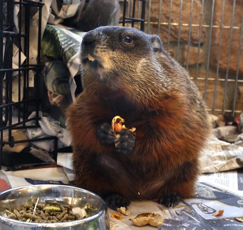 Willow the groundhog and Prairie Wildlife Rehabilitation Centre education ambassador was enjoying snacks and visiting with people at the Cabela's Store on Groundhog day Monday morning. Lisa Tretiak the pres. of the centre is skipping the shadow test and using Willow's active behaviour from Oct. -Feb. as the indicator for an early spring. Wayne Glowacki/Winnipeg Free Press Feb.2 2015