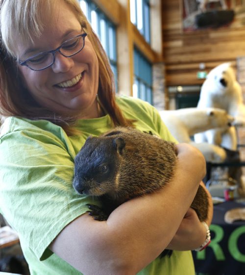Willow the groundhog and Prairie Wildlife Rehabilitation Centre education ambassador was visiting with people at the Cabela's Store on Groundhog day Monday morning. In photo, she is held by Lisa Tretiak the pres. of the centre who is skipping the shadow test and using Willow's active behaviour from Oct. -Feb. as the indicator for an early spring. Wayne Glowacki/Winnipeg Free Press Feb.2 2015