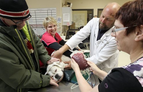 Dog owner Kevin McArthur with his boxer Harlow at Tuxedo Animal Hospital, 2025 Corydon Ave taking part in Canadian Animal Blood Bank (CABB) donation- Dr Jonas Watson, second right, draws blood as CABB, Beth Knight  right, holds blood bag and Mary Robinson  Lab coordinator holds dog-See Doug Speirs pet story- Feb 02, 2015   (JOE BRYKSA / WINNIPEG FREE PRESS)