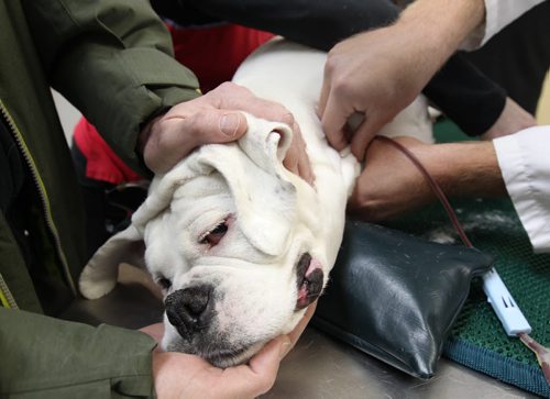 Dog owner Kevin McArthur holds his his boxer Harlow at Tuxedo Animal Hospital, 2025 Corydon Ave taking part in Canadian Animal Blood Bank (CABB) donation -See Doug Speirs pet story- Feb 02, 2015   (JOE BRYKSA / WINNIPEG FREE PRESS)