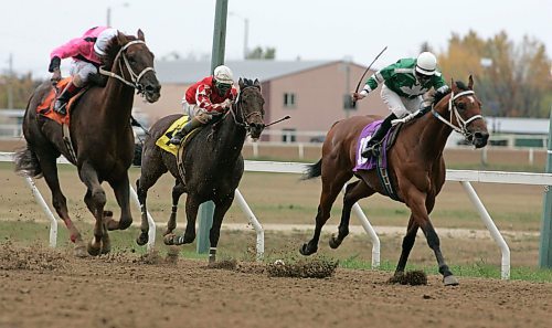 BORIS MINKEVICH / WINNIPEG FREE PRESS  070923 78 10 The 8th race Late Daily Double/Superfecta Triactor/Exactor/Quinella at the Assiniboia Downs. The winners of the race was #7 Tejano Trouble, followed by #8 Car Keys, and #10 Brinello.