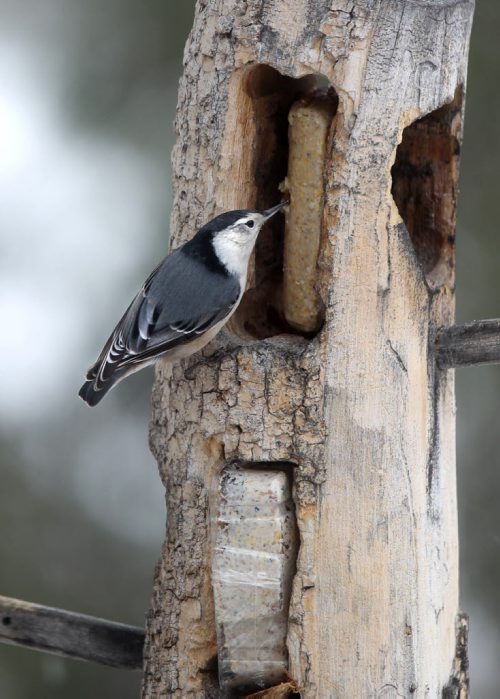 Close-up shot of White breasted nuthatch on one of Paul Buchanan's bird feeders set up in his yard.   Story on Bird watching enthusiast Paul Buchanan, who sets up his bird feeders while listening and watching for various many species of birds.  See Ashley Prest story.  Feb 10, 2015 Ruth Bonneville / Winnipeg Free Press