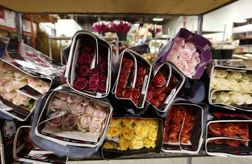 Roses on a shelf as staff at Petals West Inc. were hard at work during the days leading to St. Valentine's Day.  For Feature on the flower industry by Randy Turner.  Wayne Glowacki/Winnipeg Free Press Feb.11   2015