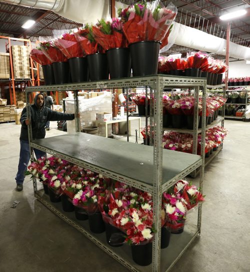 Staff at Petals West Inc. were hard at work during the days leading to St. Valentine's Day.  For Feature on the flower industry by Randy Turner.  Wayne Glowacki/Winnipeg Free Press Feb.11   2015