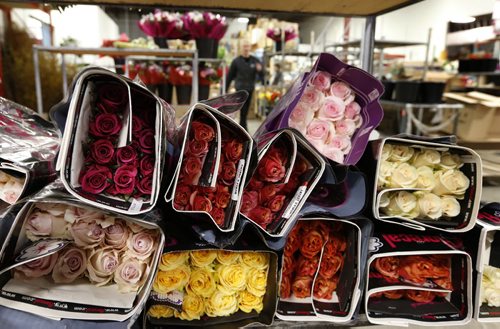Roses on a shelf as staff at Petals West Inc. were hard at work during the days leading to St. Valentine's Day.  For Feature on the flower industry by Randy Turner.  Wayne Glowacki/Winnipeg Free Press Feb.11   2015