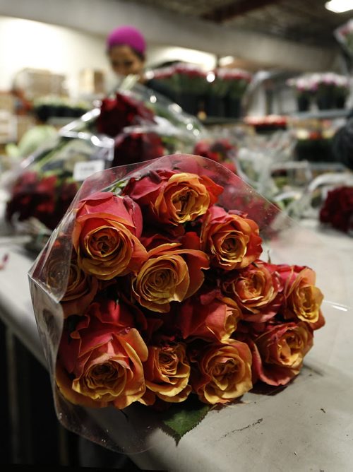 Long stem roses. Staff at Petals West Inc. were hard at work during the days leading to St. Valentine's Day.  For Feature on the flower industry by Randy Turner.  Wayne Glowacki/Winnipeg Free Press Feb.11   2015