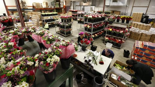 Staff at Petals West Inc. were hard at work during the days leading to St. Valentine's Day.  For Feature on the flower industry by Randy Turner.  Wayne Glowacki/Winnipeg Free Press Feb.11   2015