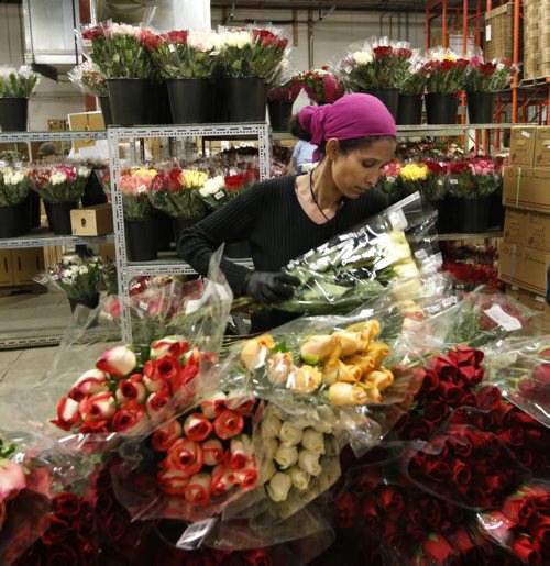 Yordanos Amha with long stem roses. Staff at Petals West Inc. were hard at work during the days leading to St. Valentine's Day.  For Feature on the flower industry by Randy Turner.  Wayne Glowacki/Winnipeg Free Press Feb.11   2015