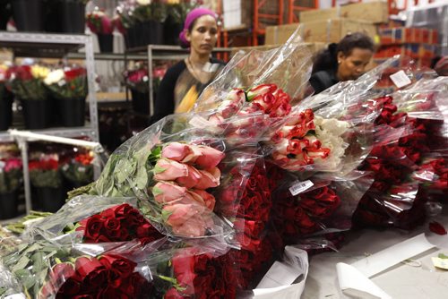 At left Yordanos Amha and Almaz Merid  prepare long stem roses. Staff at Petals West Inc. were hard at work during the days leading to St. Valentine's Day.  For Feature on the flower industry by Randy Turner.  Wayne Glowacki/Winnipeg Free Press Feb.11   2015