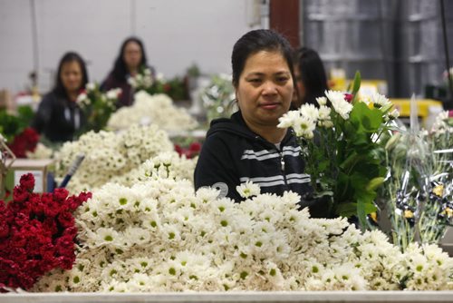 Analiza Vitug prepares bouquets. Staff at Petals West Inc. were hard at work during the days leading to St. Valentine's Day.  For Feature on the flower industry by Randy Turner.  Wayne Glowacki/Winnipeg Free Press Feb.11   2015