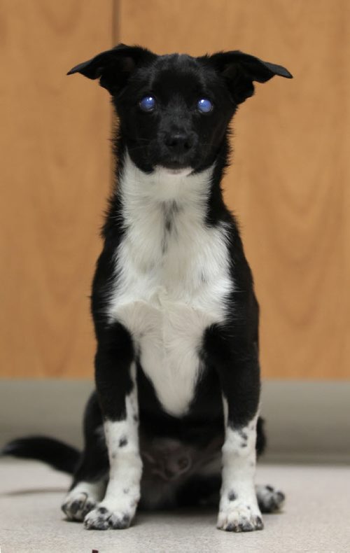 Percy, a 6-month-old Border Collie/Jack Russell Terrier cross, who suffered extreme abuse at the hands of his owners when a child deliberately rubbed hair dye in his eyes which may cause permanent blindness.  He has been surrendered to Manitoba Underdogs Rescue and is undergoing treatments to try and save his eyes. See Ashley Prest story.  Feb 11, 2015 Ruth Bonneville / Winnipeg Free Press