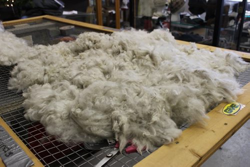 052 - Fleece shorn from a single alpaca BILL REDEKOP/WINNIPEG FREE PRESS Feb 13, 2015