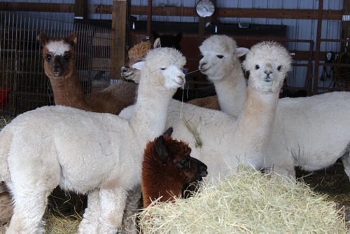 022 - 028 - 033 - 036 Alpaca's feeding in their shelter, on an 80-acre property near Manitou. BILL REDEKOP/WINNIPEG FREE PRESS Feb 13, 2015