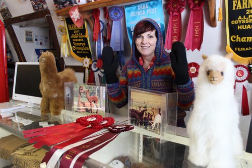 073 - Angie Baloun of Manitou, surrounded by all the ribbons her alpacas have won, wears an alpaca fleece sweater, and holds up her alpaca mitts. ?