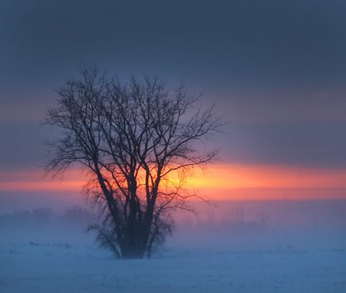 The sun tries to peer through thick cloud and blowing snow as seen from Hyw 207 just east of Winnipeg Monday morning  Standup Photo- Feb 23, 2015   (JOE BRYKSA / WINNIPEG FREE PRESS)
