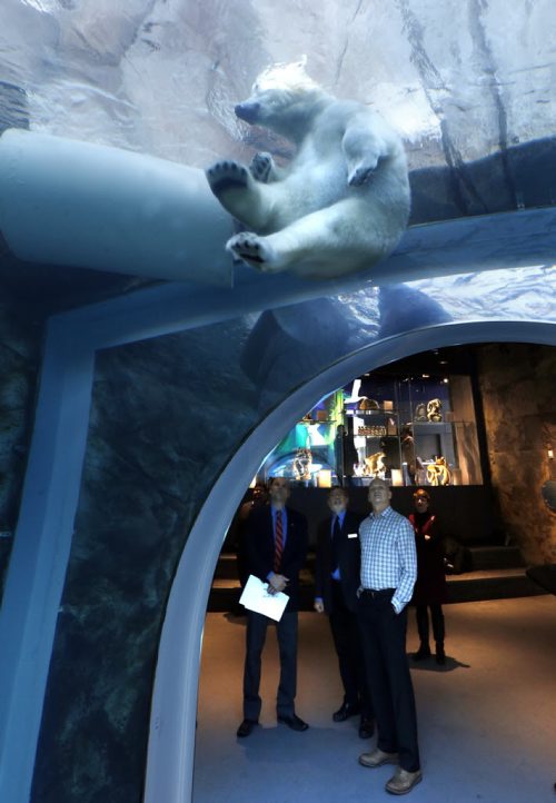 Kaska swims above from left, Drew Caldwell, Municipal Gov't Minister, Don Peterkin, COO and Rick Chopp, Director, Major Projects both with the Assiniboine Park Conservancy in the Journey to Churchill exhibit at the Assiniboine Park Zoo for an announcement Tuesday to showcase the completed district geothermal heating and cooling system. The system installed by the Assiniboine Park Conservancy last June provides 100 percent of the heating and cooling at the exhibit. The Conservancy received a $105,160 grant under the Manitoba Geothermal Energy Incentive program and is in support of TomorrowNow- Manitoba's Green Plan and Manitoba Clean Energy Strategy, they anticipate a saving of at least $40,000 a year with the geothermal system. see release.   Wayne Glowacki/Winnipeg Free Press Feb.24   2015