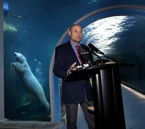 Kaska swims behind  Drew Caldwell, Municipal Gov't Minister in the Journey to Churchill exhibit at the Assiniboine Park Zoo for an announcement Tuesday to showcase the completed district geothermal heating and cooling system. The system installed by the Assiniboine Park Conservancy last June provides 100 percent of the heating and cooling at the exhibit. The Conservancy received a $105,160 grant under the Manitoba Geothermal Energy Incentive program and is in support of TomorrowNow- Manitoba's Green Plan and Manitoba Clean Energy Strategy, they anticipate a saving of at least $40,000 a year with the geothermal system.   see release.  Wayne Glowacki/Winnipeg Free Press Feb.24   2015