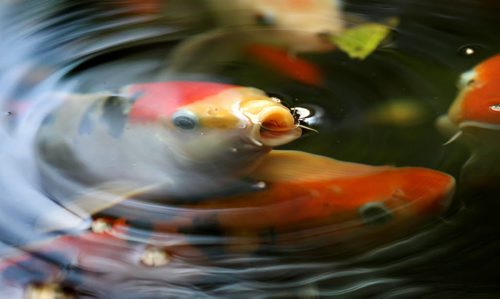 Japanese Koi fish open their mouth at surface of the pond in the Tropical House at the Assiniboine Park Conservatory Tuesday. Standup photo.  Feb 24, 2015 Ruth Bonneville / Winnipeg Free Press