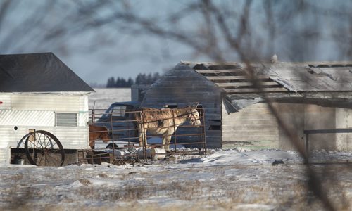 The  Eberhardt familes donkey's who were close to the children remain in the pen on the property in the RM of Morris Wednesday evening after a house fire totally demolished the 2-storey home taking the lives of four of the children. See Jen's story.  Feb 25, 2015 Ruth Bonneville / Winnipeg Free Press