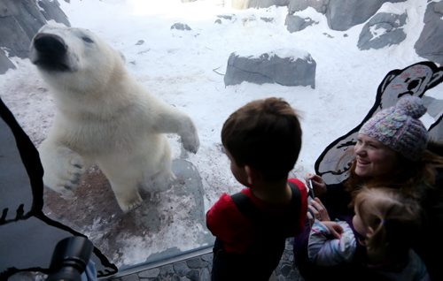 Aurora the polar bear along with Mattox Colosimo, 4, his mother, Shauna and sister, Isabella, 1, in the Gateway to the Arctic building at the Assiniboine Park Zoo in front of an art installation by Kal Barteski which is part of special Polar Bear Day celebrations, Saturday, February 28, 2015. (TREVOR HAGAN/WINNIPEG FREE PRESS)