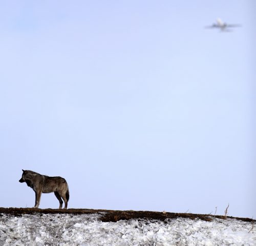 A timberwolf in the Journey to Churchill exhibit at the Assiniboine Park Zoo and Westjet flight ws261 to Calgary, Saturday, February 28, 2015. (TREVOR HAGAN/WINNIPEG FREE PRESS)