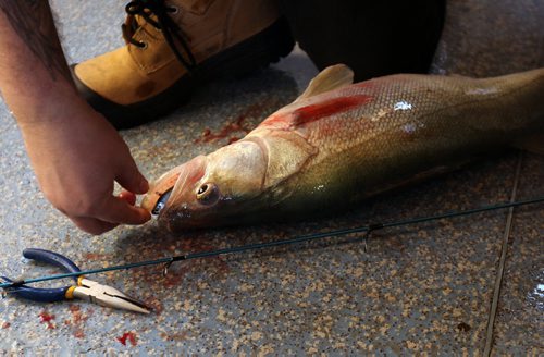 Fishing guide Todd Longley prepares to unhook monster 30 inch walleye caught on  Lake Winnipeg aprx 45 km north of Winnipeg- The fish was released back into the lake unharmed- see Mellisa Tait/Bryksa ice fishing feature story  Apr, 2015   (JOE BRYKSA / WINNIPEG FREE PRESS)