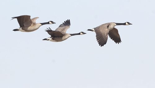 Sure Sign of Spring- Canada geese are a welcome spring sight as seen the University of Manitoba campus Thursday afternoon-Standup Photo- Mar 12, 2015   (JOE BRYKSA / WINNIPEG FREE PRESS)