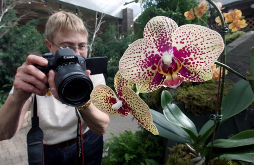 Elaine Moran photographs a Dtps KV Charmer orchid at the 2015 Manitoba Orchid Society Show at the Assiniboine Park Conservatory- The official judging will take place tonight with the public invited to see the competition orchids in 120 categories from 9 am-430PM Saturday and Sunday- admission is $7.00 for adults with children under 14 free-  Standup Photo- Mar 20, 2015   (JOE BRYKSA / WINNIPEG FREE PRESS)