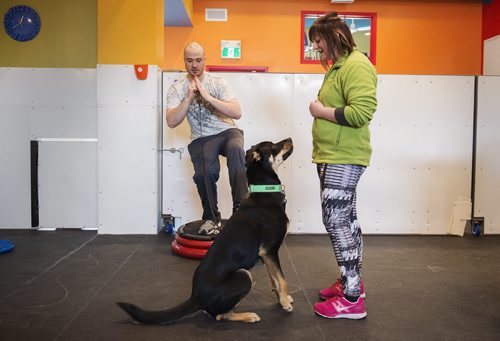 Andre Lavergne works out as his dog Burger tries to score a treat from class host Shalin Hustad at Woof and Wags on Sunday. Sarah Taylor / Winnipeg Free Press March 22, 2015