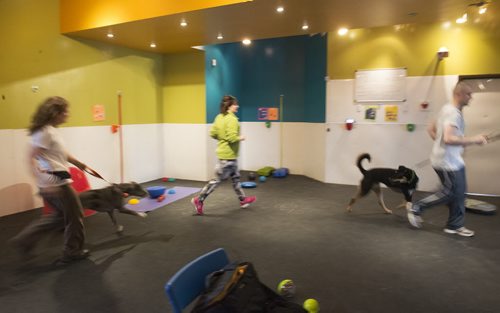 Class host Shalin Hustad runs with her dog fitness class before they whined down at Woof and Wags on Sunday. Sarah Taylor / Winnipeg Free Press. March 22, 2015