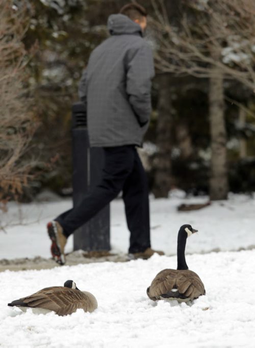 STANDUP - A pair of geese hunker down in the snow along the Taxation Centre on Stapon Road. BORIS MINKEVICH/WINNIPEG FREE PRESS MARCH 23, 2015