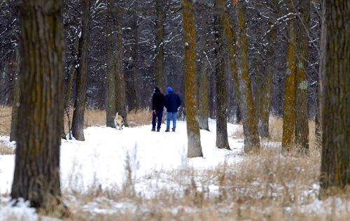 STANDUP - A stand of oak trees frame a snow covered trail where two people and a dog walk. BORIS MINKEVICH/WINNIPEG FREE PRESS MARCH 23, 2015