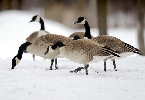 WEATHER STANDUP - A flock of geese paint a textured nature image as they pick through the snow for food at St. Vital Park. BORIS MINKEVICH/WINNIPEG FREE PRESS MARCH 23, 2015