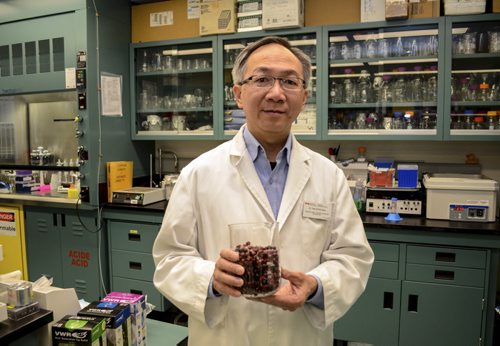 Dr. Chris Siow, Agriculture and Agri-Food Canada Research Scientist displays the Lingonberry, a fruit grown in Northern Manitoba that is recently gaining popularity for new found health benefits. Tuesday, March 24, 2015  - (JENNA DULEWICH/WINNIPEG FREE PRESS)